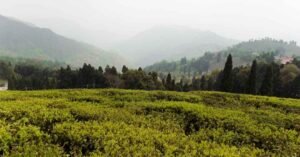 Read more about the article Beyond Darjeeling Tea – Explore the Enchanting Villages of Darjeeling and Unwind in Picturesque Serenity
