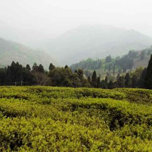 Beyond Darjeeling Tea – Explore the Enchanting Villages of Darjeeling and Unwind in Picturesque Serenity